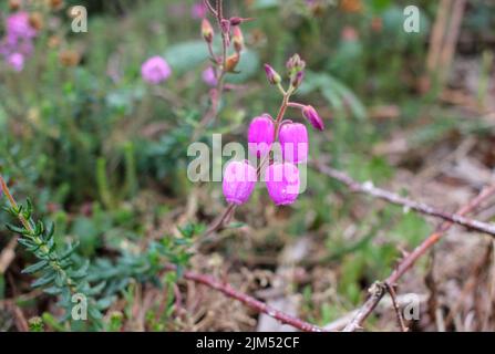 quei fiori selvatici e rosa mi hanno colto l'occhio mentre camminavo nei boschi Foto Stock