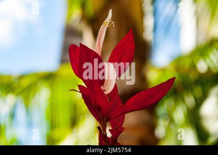 Un primo piano di Grapophyllum pictum Foto Stock