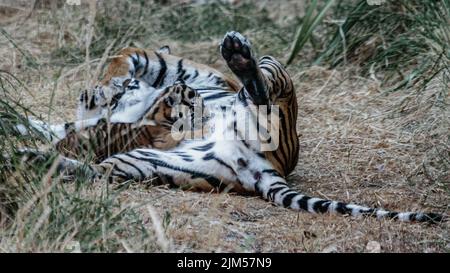 Una tigre e il suo legame cucciolo come succhia. Foto Stock