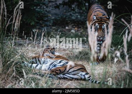 Una striscia di tigri e un cucciolo allo Zoo di Londra. Foto Stock