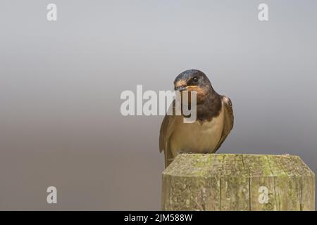Swallow (Hirundo rustica) arroccato in post presso la Loch Leven RSPB Reserve, Scozia, Regno Unito. Foto Stock