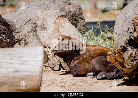 Ritratto integrale di un giovane mishmi takin appoggiato a terra Foto Stock