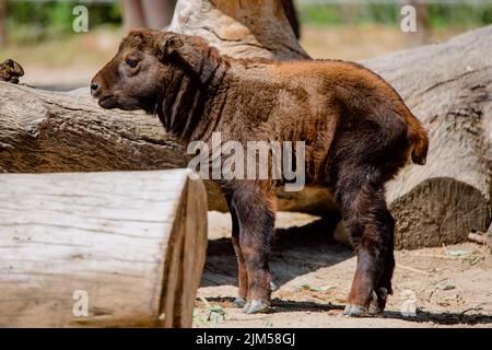 Ritratto integrale di un giovane mishmi takin in piedi sul terreno Foto Stock