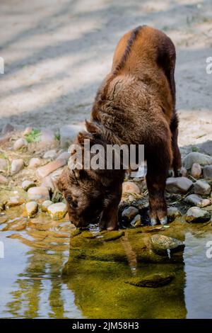 Ritratto integrale di un vitello mishmi takin acqua potabile Foto Stock