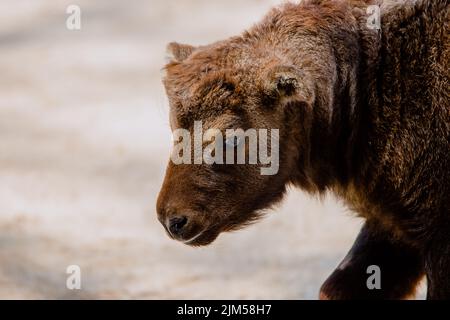 Ritratto facciale di un giovane mishmi takin senza corna Foto Stock