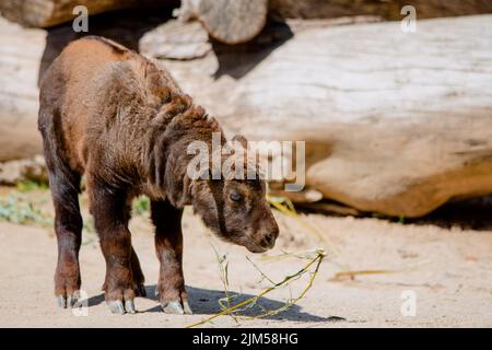 Ritratto integrale di un giovane mishmi takin in piedi sul terreno Foto Stock