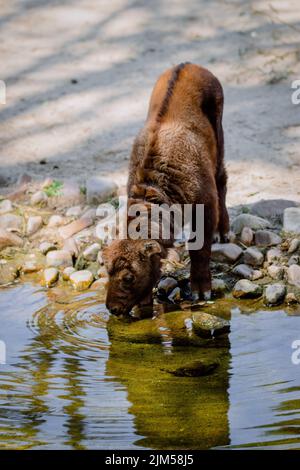 Ritratto integrale di un vitello mishmi takin acqua potabile Foto Stock