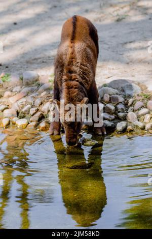 Ritratto integrale di un vitello mishmi takin acqua potabile Foto Stock