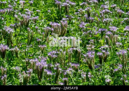 Primo piano di piante di api fiorite Phacelia tanacetifolia in estate Foto Stock