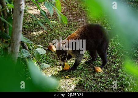 Close up of a coati or coatimund eating yellow fruit and looking very happy and content. In mistico arenal hanging bridges park alajuela province la f Foto Stock