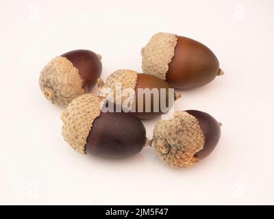 Un primo piano di nocciole isolate su sfondo bianco Foto Stock