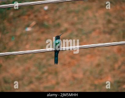 Un primo piano di un colibrì seduto su un cavo telefonico Foto Stock