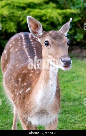 Femmina Deer di fava, Dama dama, Symonds Yat, Herefordshire, Inghilterra Foto Stock