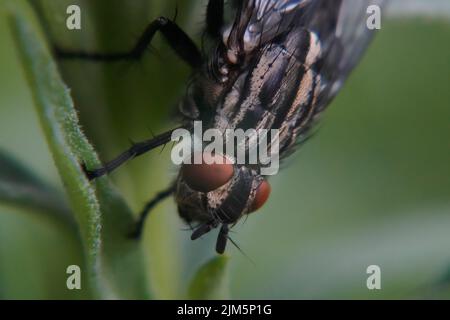 Primo piano di una grande mosca di carne con occhi rossi, Sarcofaga - mibu Foto Stock