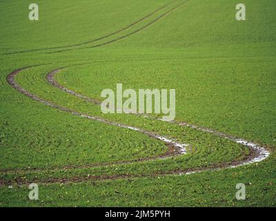 S piegamenti di cingoli di trattori avvolgiosi e fangosi bagnati attraverso il campo di coltivazione verde in pendenza nel Wiltshire, Inghilterra, Regno Unito Foto Stock