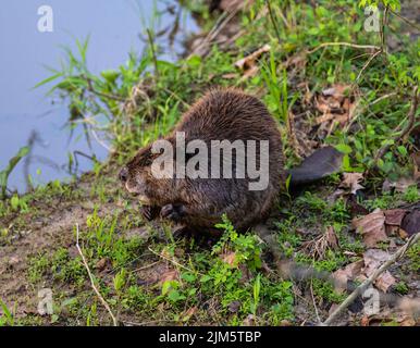 Una selezione di un castoro sul verde erba vicino al fiume Foto Stock