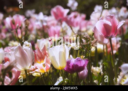 Un bellissimo scatto di un campo pieno di tulipani rosa e viola Foto Stock