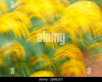 Fiori gialli sfocati o sfocati, astratti e colorati per uno sfondo o un motivo o una texture astratti. Foto Stock