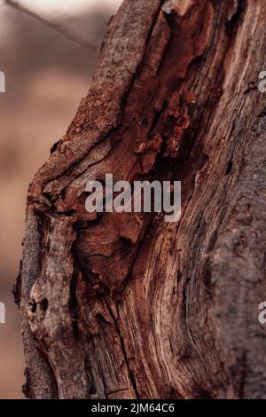 Tronco di albero rotto che mostra all'interno e tutta la corteccia che sta cadendo via Foto Stock