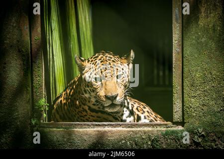 Gran parte della fauna selvatica allo Zoo di Quistococha a Iquitos, Perù è salvato dal commercio di animali domestici. Qui è raffigurato il leopardo (Panthera onca). Foto Stock