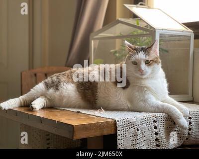 Un gatto marrone e bianco appoggiato su un tavolo di legno con copertura a crochet Foto Stock