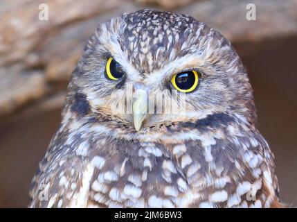 Burrowing OWL ritratto isolato su sfondo grigio Foto Stock