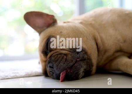 Un primo piano di un bulldog che dorme a terra in uno sfondo sfocato Foto Stock