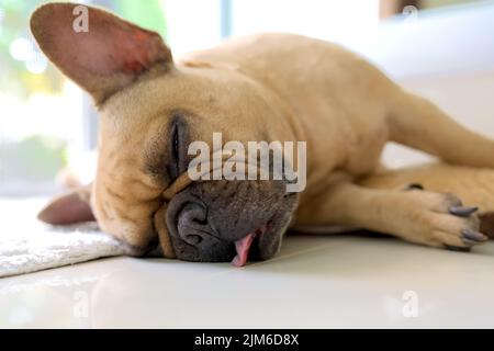 Un primo piano di un bulldog che dorme a terra in uno sfondo sfocato Foto Stock