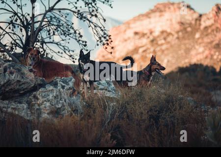 Un beauceron, un mongrel e un pastore tedesco in un campo roccioso Foto Stock