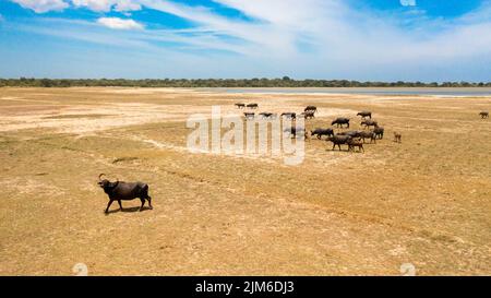 Vista dall'alto della mandria di bufali nella savana nel parco nazionale. Sri Lanka. Foto Stock