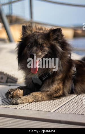 Un primo piano di un cucciolo pomerano marrone che si posa sul pavimento Foto Stock