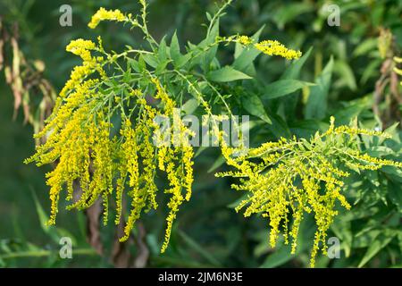 Solidago canadensis, Canada giallo oro estate fiori closeup selettivo fuoco Foto Stock