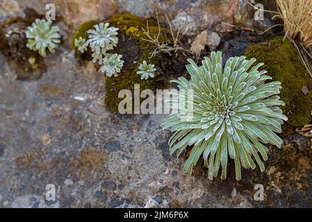 Pianta di Saxifrage incrostata (Saxifraga longifolia) su una scogliera vicino al bacino di Baells (Berguedà, Barcellona, Catalogna, Spagna) Foto Stock