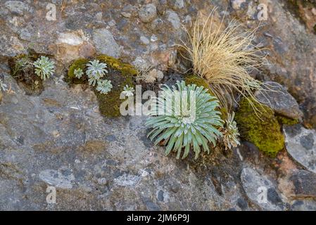 Pianta di Saxifrage incrostata (Saxifraga longifolia) su una scogliera vicino al bacino di Baells (Berguedà, Barcellona, Catalogna, Spagna) Foto Stock