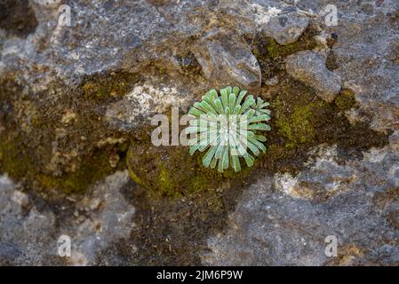 Pianta di Saxifrage incrostata (Saxifraga longifolia) su una scogliera vicino al bacino di Baells (Berguedà, Barcellona, Catalogna, Spagna) Foto Stock