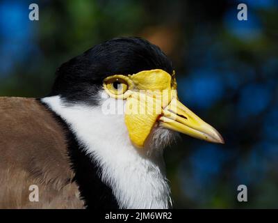 Un ritratto da primo piano di una bellissima e carismatica Lapwing femminile a spalla nera di straordinaria bellezza. Foto Stock