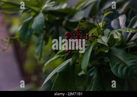 Un gruppo di ciliegie acide rosse che crescono su un albero Foto Stock