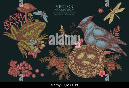 Misteriosa collezione di illustrazioni della foresta d'epoca. Disegni a mano del logo con waxwing, nido, rana della piscina, muschio, ramo di abete rosso, coni di pino, funghi Illustrazione Vettoriale