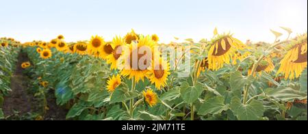 Banner con bellissimo campo di girasole il giorno d'estate Foto Stock