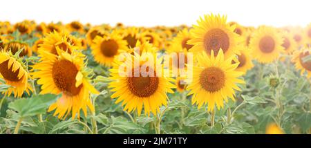 Banner con bellissimo campo di girasole il giorno d'estate Foto Stock