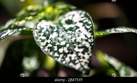 Un primo piano delle foglie di canna muta sullo sfondo sfocato Foto Stock