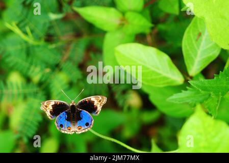 Blue Pansy Butterfly sull'albero con sfondo verde naturale, il motivo assomiglia agli occhi arancioni sull'ala nera e blu e viola e gialla Foto Stock