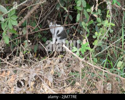 Gatto tabby grigio seduto nel cespuglio nella foresta, carino gattino in Thailandia Foto Stock