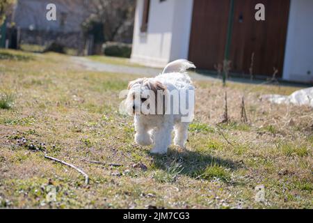 Un affascinante cane Havanese bianco circondato da erba autunnale nel giardino Foto Stock