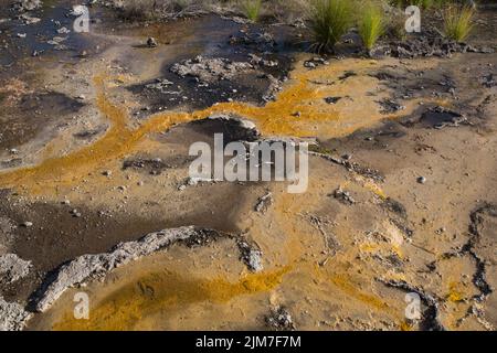 Le sorgenti termali di Talaroo producono acqua a circa 60°C che si riversa nelle piscine prima di scaricarsi nel sistema fluviale di Einasleigh nel Queensland tropicale. Foto Stock