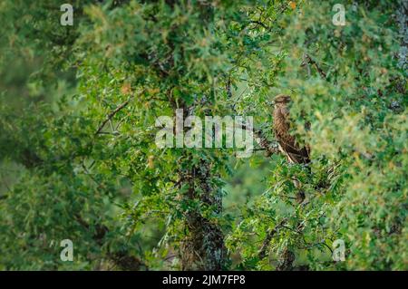 Un colpo selettivo di buzzard comune (Buteo buteo) arroccato su un ramo di albero Foto Stock