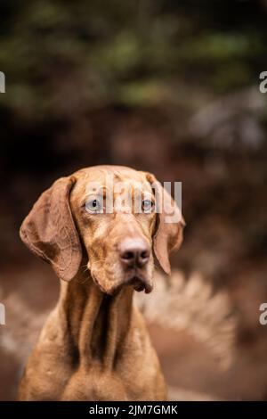 Un primo piano verticale di una bellissima Vizsla nella foresta Foto Stock