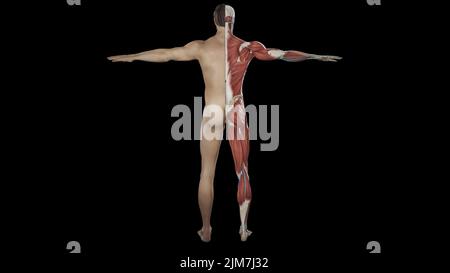 Una visualizzazione 3D dell'anatomia del corpo umano su sfondo nero Foto Stock