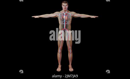 Una visualizzazione 3D del sistema circolatorio, scheletro, sistema digestivo di un essere umano con strato di pelle Foto Stock