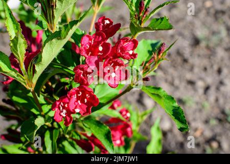 Primo piano di vivido rosso scuro Weigela florida pianta con fiori in piena fioritura in un giardino in una soleggiata primavera giorno, bella esterna sfondo floreale pho Foto Stock